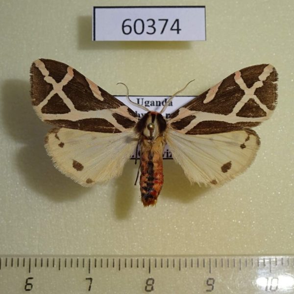 Arctiidae Seydelia ellioti Uganda