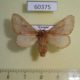 60375p Lasiocampidae sp. f Uganda $10