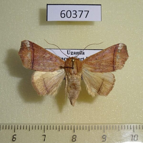 Noctuidae Herpeperas sp. barnesi Uganda