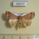 60377p Noctuidae Herpeperas sp. Uganda $12