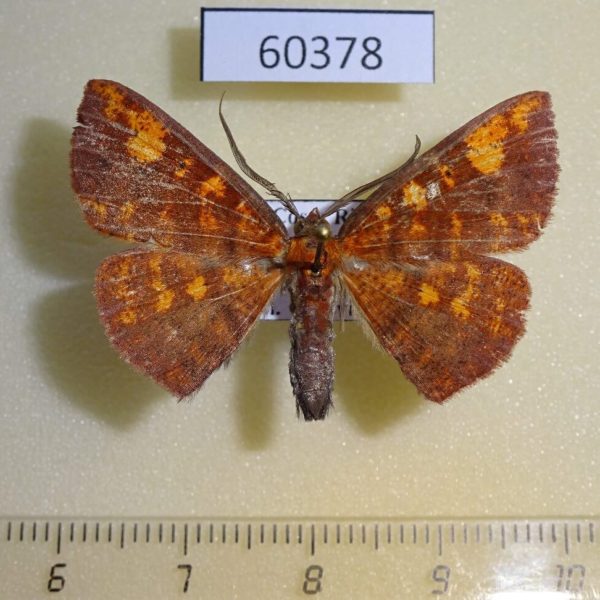 Geometridae Oenoptila plagiata Costa Rica
