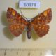 60378p Geometridae Oenoptila plagiata Costa Rica $5