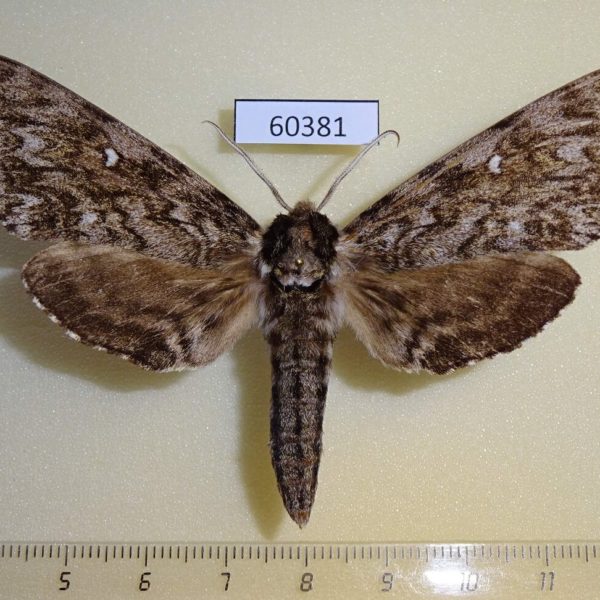 Sphingidae Ceratomia undulosa Canada