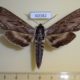 60382p Sphingidae Sphinx poecila Canada $15