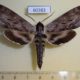 60383p Sphingidae Sphinx poecila Canada $12