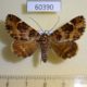 60390p Noctuidae Coenipeta tanais Costa Rica $7
