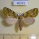 60391p Notodontiidae Kalkoma pylaon f Costa Rica $6