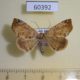 60392p Noctuidae sp. Costa Rica $6