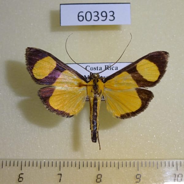 Crambidae Phostria delilalis Costa Rica