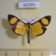 60393p Crambidae Phostria delilalis Costa Rica $8