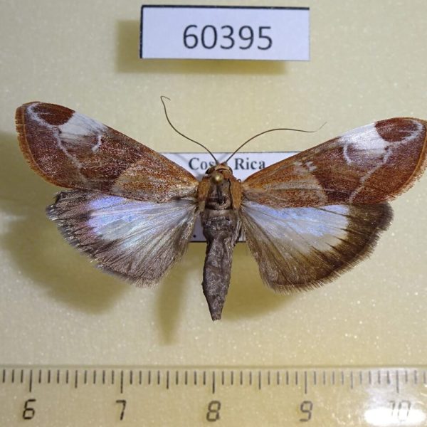 Crambidae Cliniodes opalalis Costa Rica