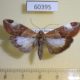60395p Crambidae Cliniodes opalalis Costa Rica $9