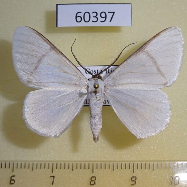 Geometridae Perigramma cesata Costa Rica