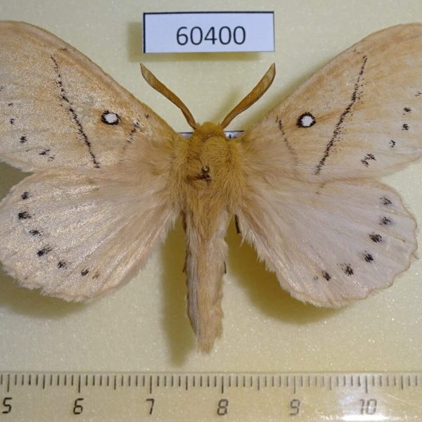 Lasiocampidae Philotherma tandoensis Uganda