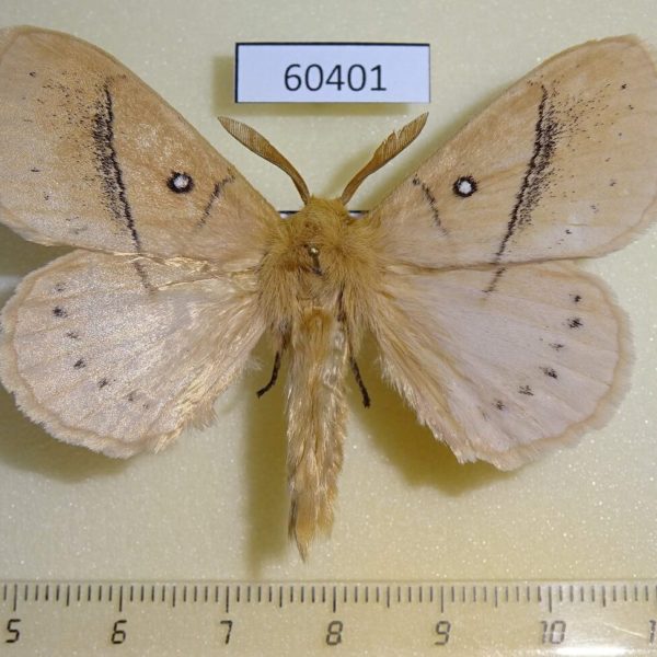 Lasiocampidae Philotherma tandoensis Uganda