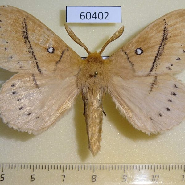 Lasiocampidae Philotherma tandoensis Uganda