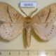 60402p Lasiocampidae Philotherma tandoensis Uganda $12