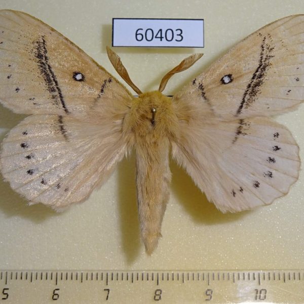 Lasiocampidae Philotherma tandoensis Uganda