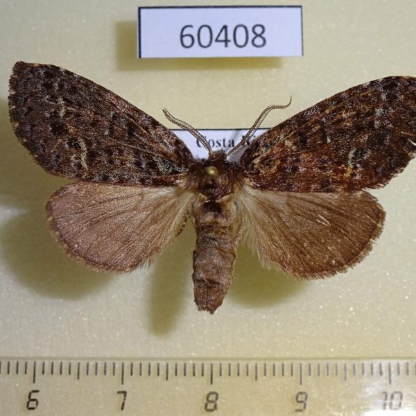 Notodontiidae sp. Costa Rica