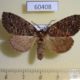 60408p Notodontiidae sp. Costa Rica $5