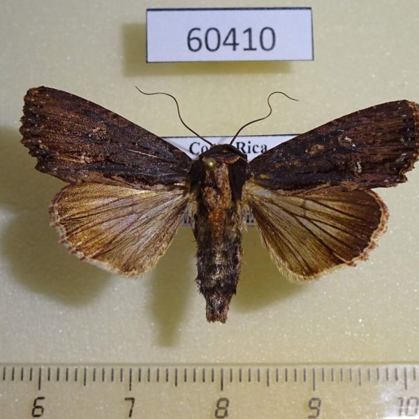 Noctuidae Dypterygia ordinarius Costa Rica