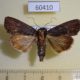 60410p Noctuidae Dypterygia ordinarius Costa Rica $5