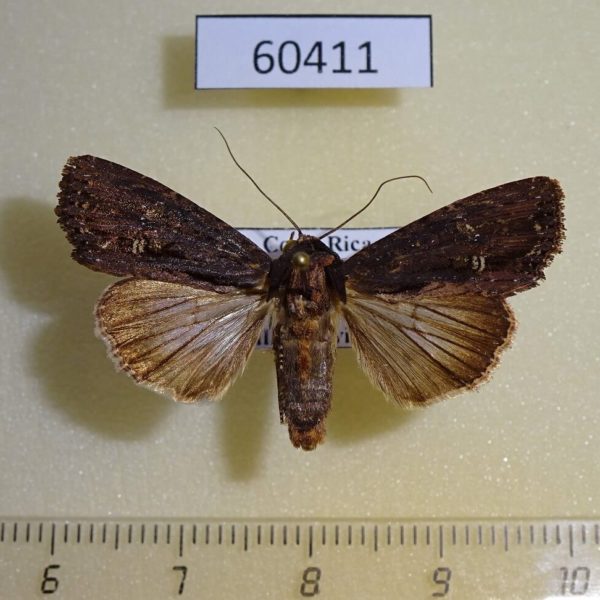Noctuidae Dypterygia ordinarius Costa Rica