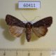 60411p Noctuidae Dypterygia ordinarius Costa Rica $5