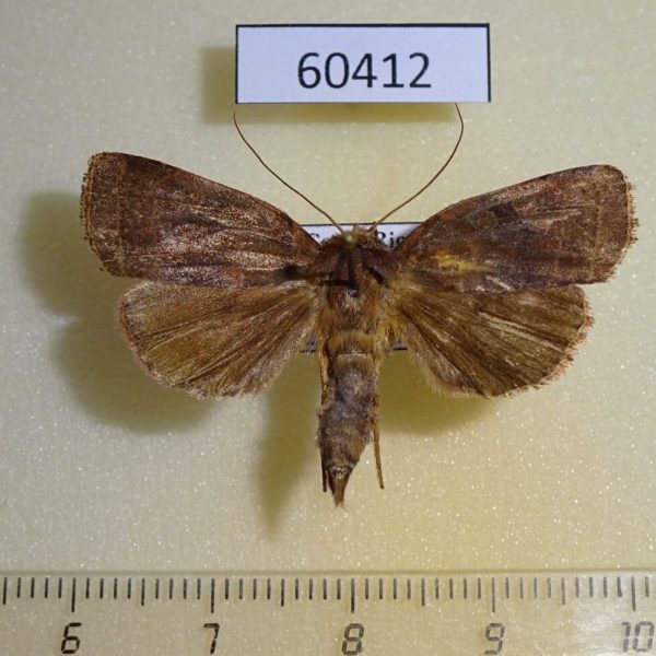 Noctuidae Orthodes lanaris Costa Rica