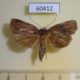 60412p Noctuidae Orthodes lanaris Costa Rica $5