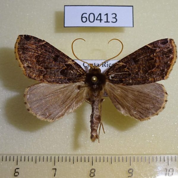 Geometridae Ischnopteris parvula Costa Rica