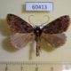 60413p Geometridae Ischnopteris parvula Costa Rica $5