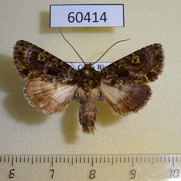Noctuidae Trachea supera Costa Rica