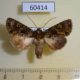 60414p Noctuidae Trachea supera Costa Rica $6