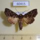 60415p Noctuidae Heterochroma sarepta Costa Rica $6