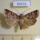 60416p Noctuidae Praina temperata Costa Rica $5