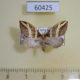 60425p Geometridae Psaliodes samaniegoi Costa Rica $8
