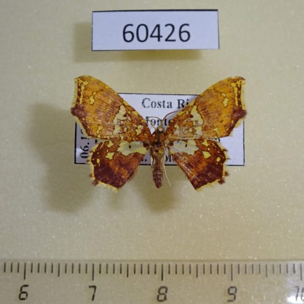 Geometridae Eois sp. Costa Rica