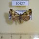 60427p Noctuidae Lithacodia jora Costa Rica $5