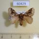 60429p Limacodidae Euglyphis libnites Costa Rica $4