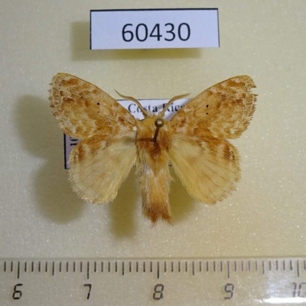 Lasiocampidae Nesara francesca Costa Rica