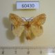 60430p Lasiocampidae Nesara francesca Costa Rica $8