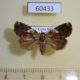 60433p Noctuidae Elaphria pallescens Costa Rica $5