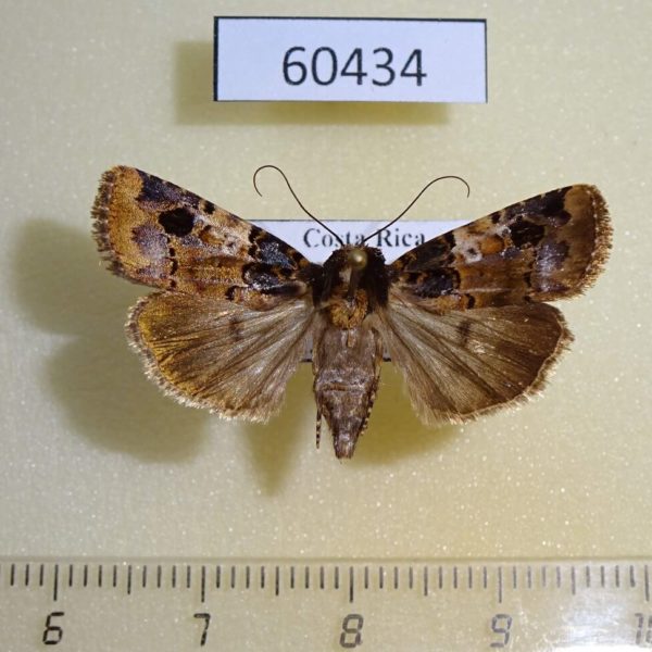 Noctuidae Hampsonodes confisa f Costa Rica