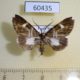 60435p Geometridae Melanoscia oreades Costa Rica $5