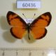 60436p Nymphalidae Tegosa anieta anieta Costa Rica $5