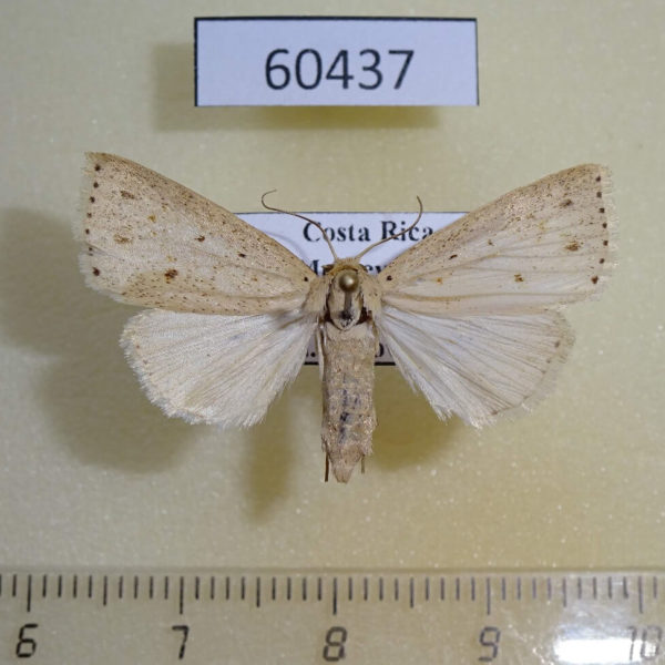 Noctuidae sp. f Costa Rica