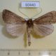 60440p Geometridae Dasciopteryx polymenes Costa Rica $5