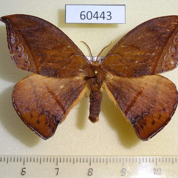 Saturniidae Oxytenis albilunulata Costa Rica