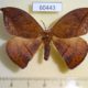 60443p Saturniidae Oxytenis albilunulata Costa Rica $12